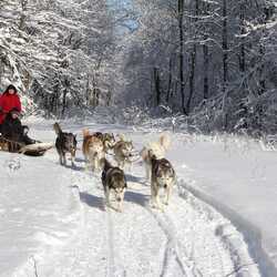 Husky dogs towing a sled in the snow